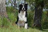 BORDER COLLIE 880